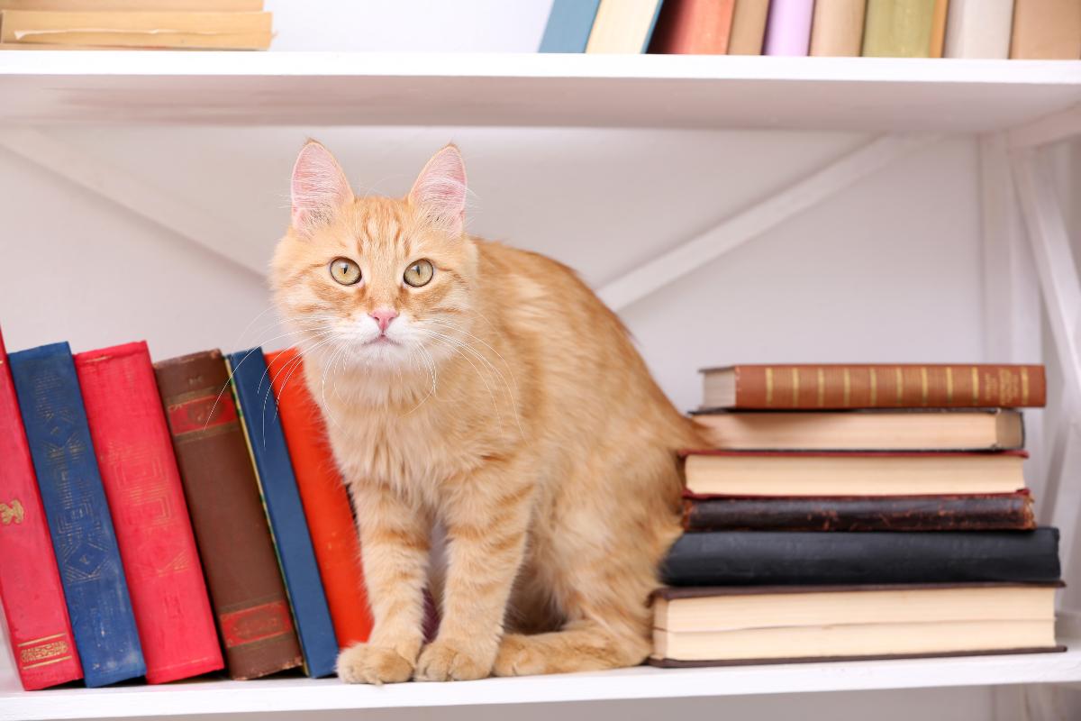 Why Do Cats Throw Things on the Floor?