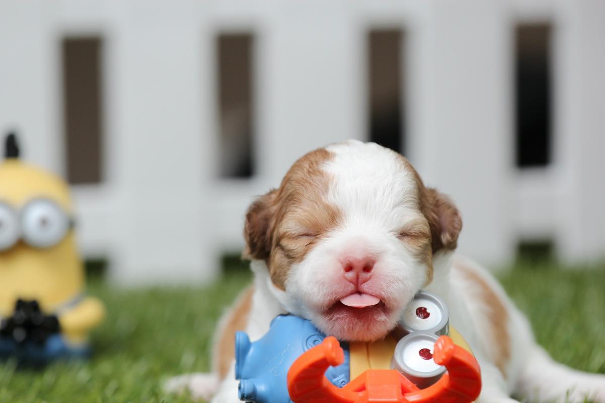 Complications in Dog Labor