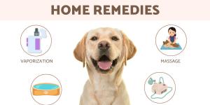 Phlegm in Dogs Remedies