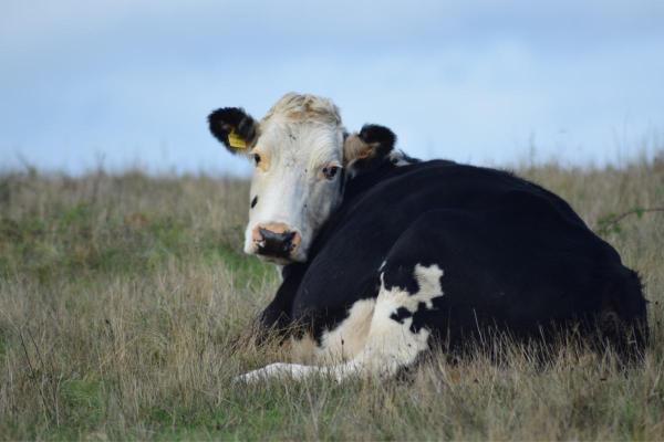 How Long Is a Cow in Labor? - How long does it take for a cow to give birth after her water breaks?