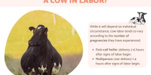 How Long Is a Cow in Labor?