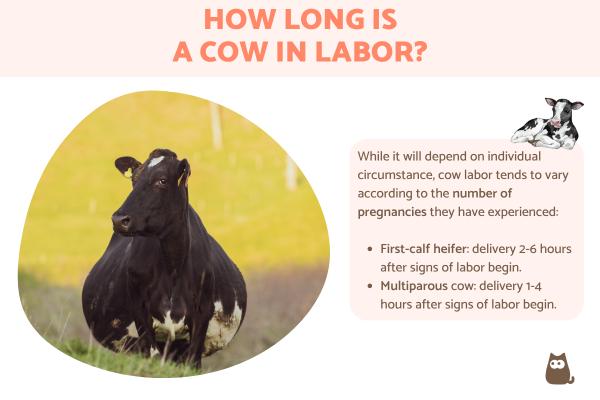 How Long Is a Cow in Labor?