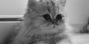 What are the Oldest Cat Breeds in the World?