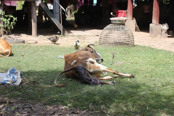 How Long Is a Cow in Labor? - What to consider if a cow gives birth for the first time