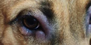 Why Is My Dog’s Eye Swollen?