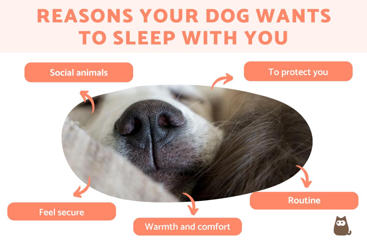 Why is my dog not sleeping with me anymore hot sale