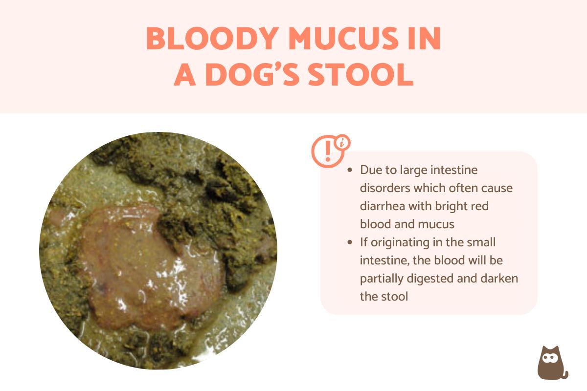 Bloody Mucus in My Dog's Stool - Causes and Treatment