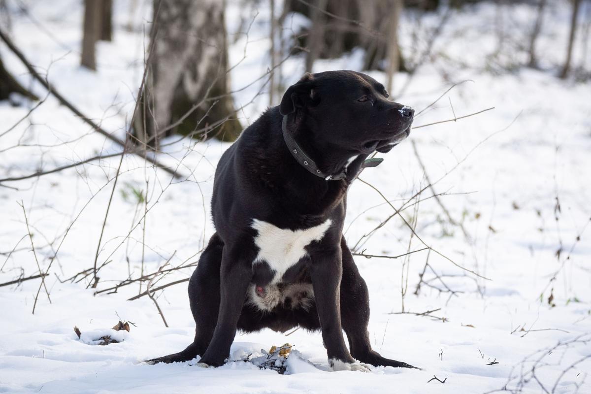 Bloody Mucus in My Dog's Stool - Causes and Treatment of Blood and