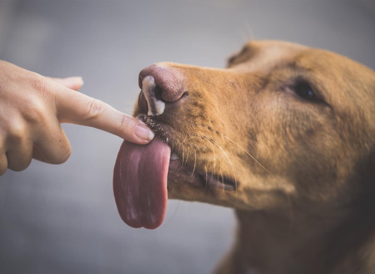 Why Does My Dog Lick Metal? - Pica and Obsessive Behavior