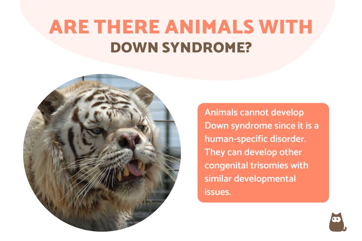 Are There Animals With Down Syndrome?
