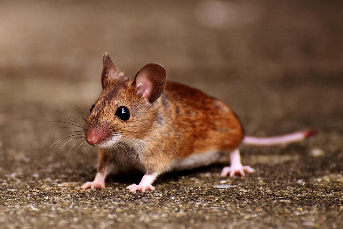 Smells That Mice Hate
