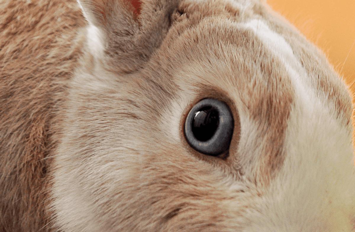 Common Eye Problems in Rabbits