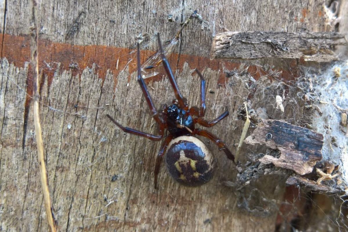 Are There Venomous Spiders in the UK?