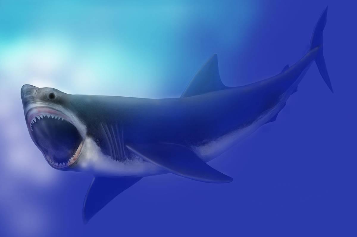Is the Megalodon Still Alive?