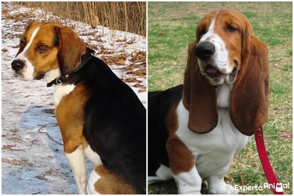 How to Tell the Difference between a Beagle and a Basset Hound - Appearance