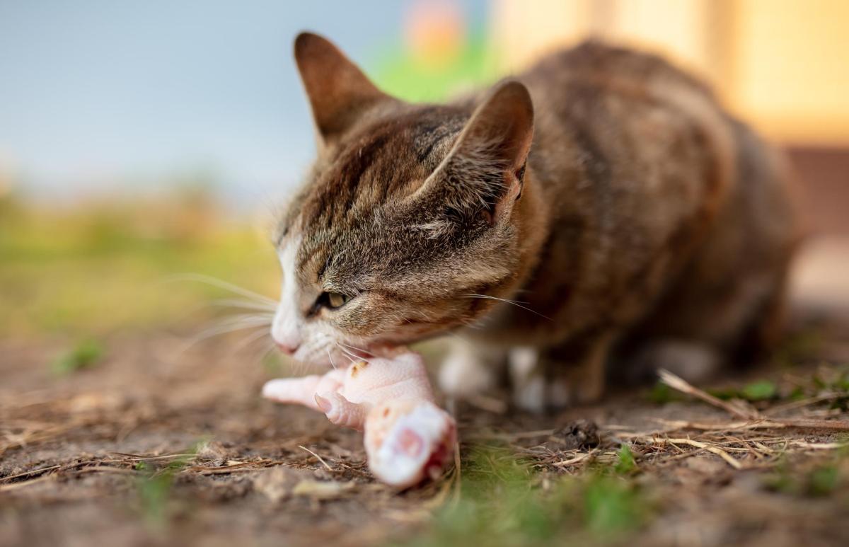 Are Cats Carnivores or Omnivores?