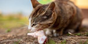 Are Cats Carnivores or Omnivores?