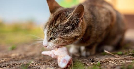Are Cats Carnivores or Omnivores?