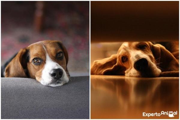 How to Tell the Difference between a Beagle and a Basset Hound - Character