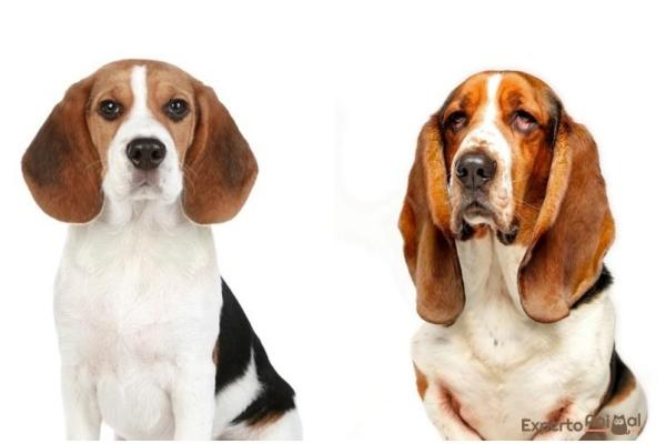 How to Tell the Difference between a Beagle and a Basset Hound