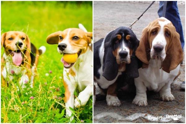 How to Tell the Difference between a Beagle and a Basset Hound -