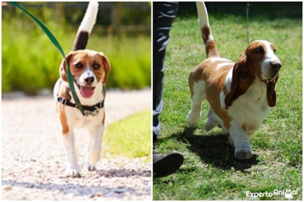 How to Tell the Difference between a Beagle and a Basset Hound -