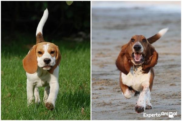 How to Tell the Difference between a Beagle and a Basset Hound - The beagle and the basset hound: two charming breeds with similarities