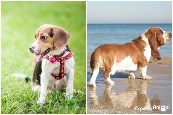 How to Tell the Difference between a Beagle and a Basset Hound - The color