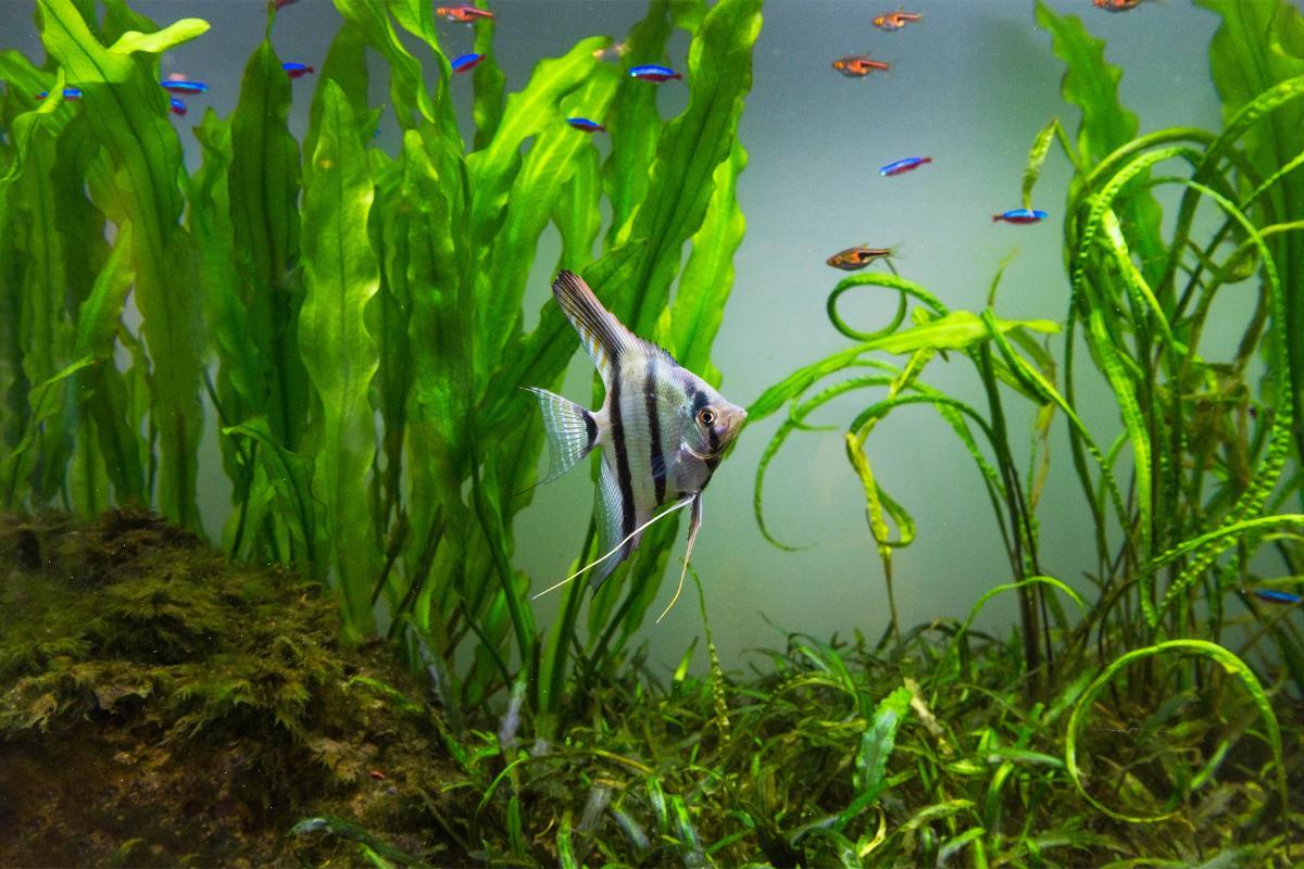 How Long Do Aquarium Fish Live? - Lifespan Guide