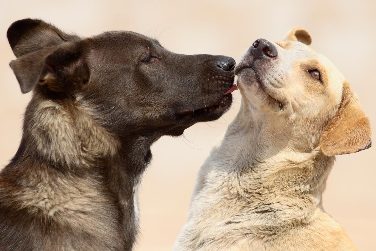 Can a Dog Get Pregnant During Her First Mating?