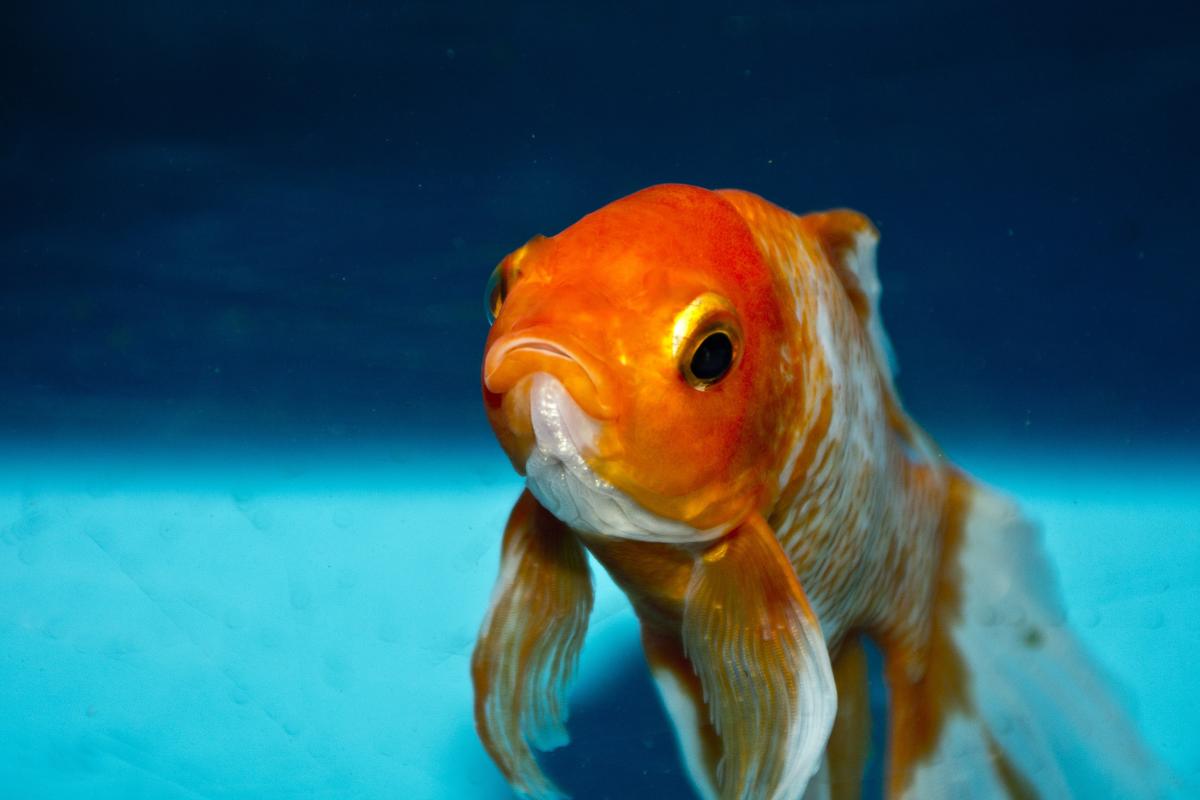 How Long Do Aquarium Fish Live?