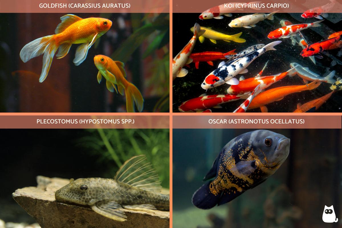 How Long Do Aquarium Fish Live? - Lifespan Guide