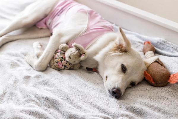 How Long After Spaying Can a Dog Play? - How long after spaying can a dog play?