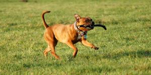 How Long After Spaying Can a Dog Play?
