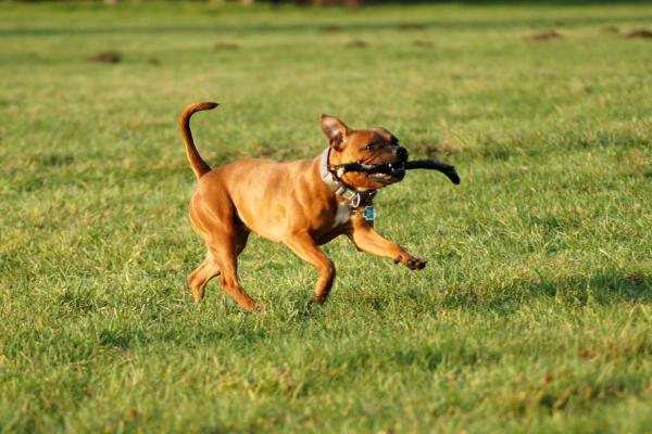 How Long After Spaying Can a Dog Play?