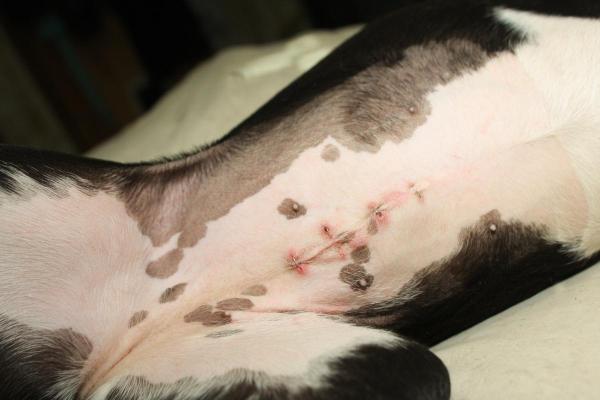 How Long After Spaying Can a Dog Play? - How long does it take for a spayed dog to recover?