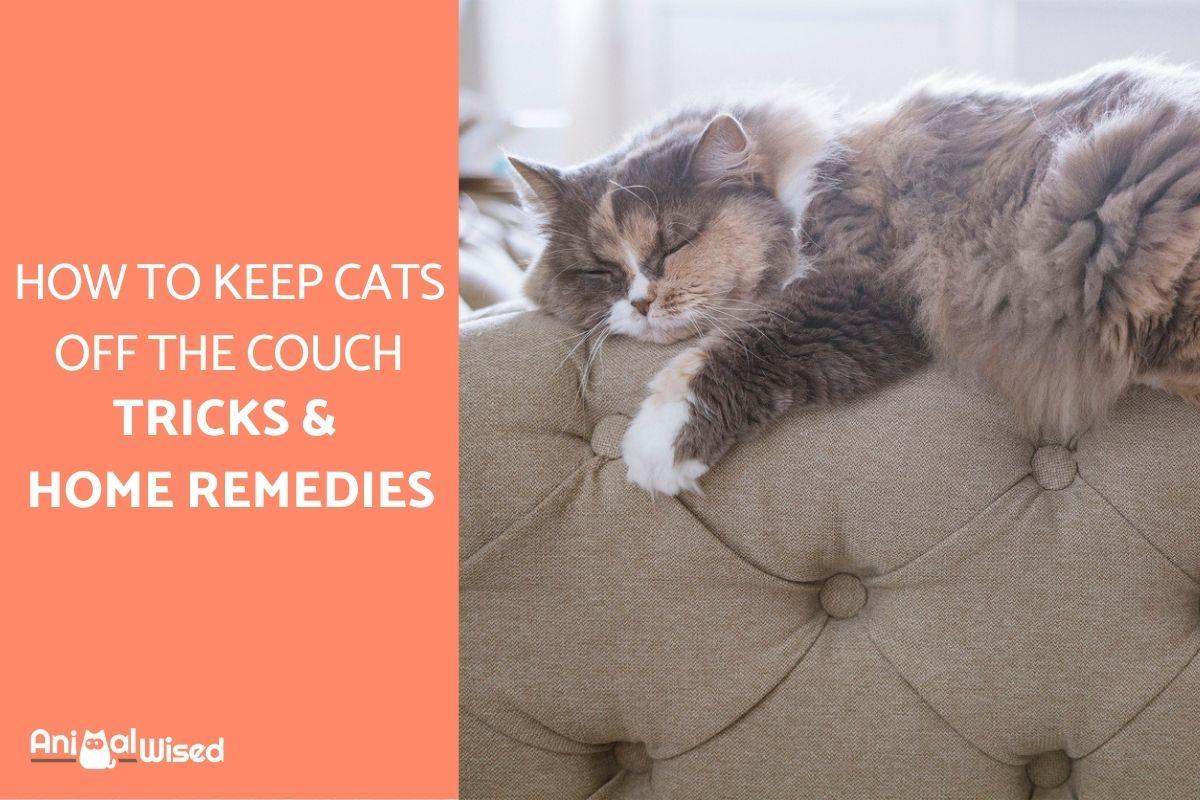 How to Keep Cats Off the Back of the Couch