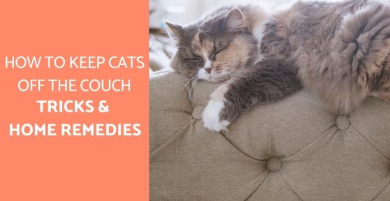 How to Keep Cats Off the Back of the Couch