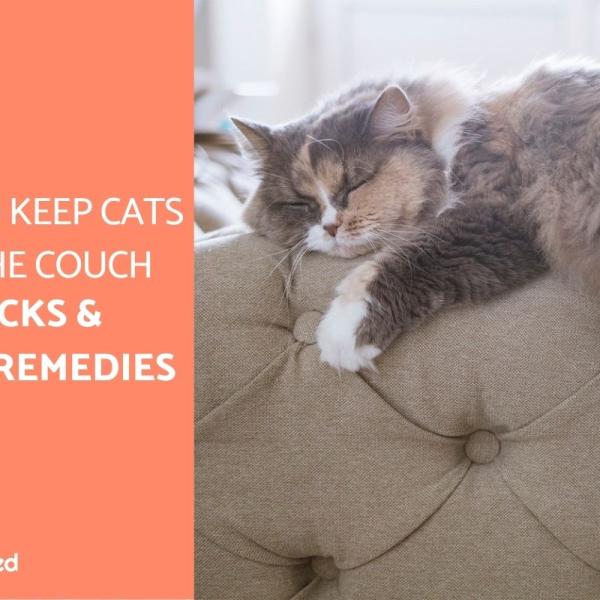 How to Keep Cats Off the Back of the Couch Tricks Home Remedies