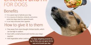 Is Chicken Broth for Dogs Good?
