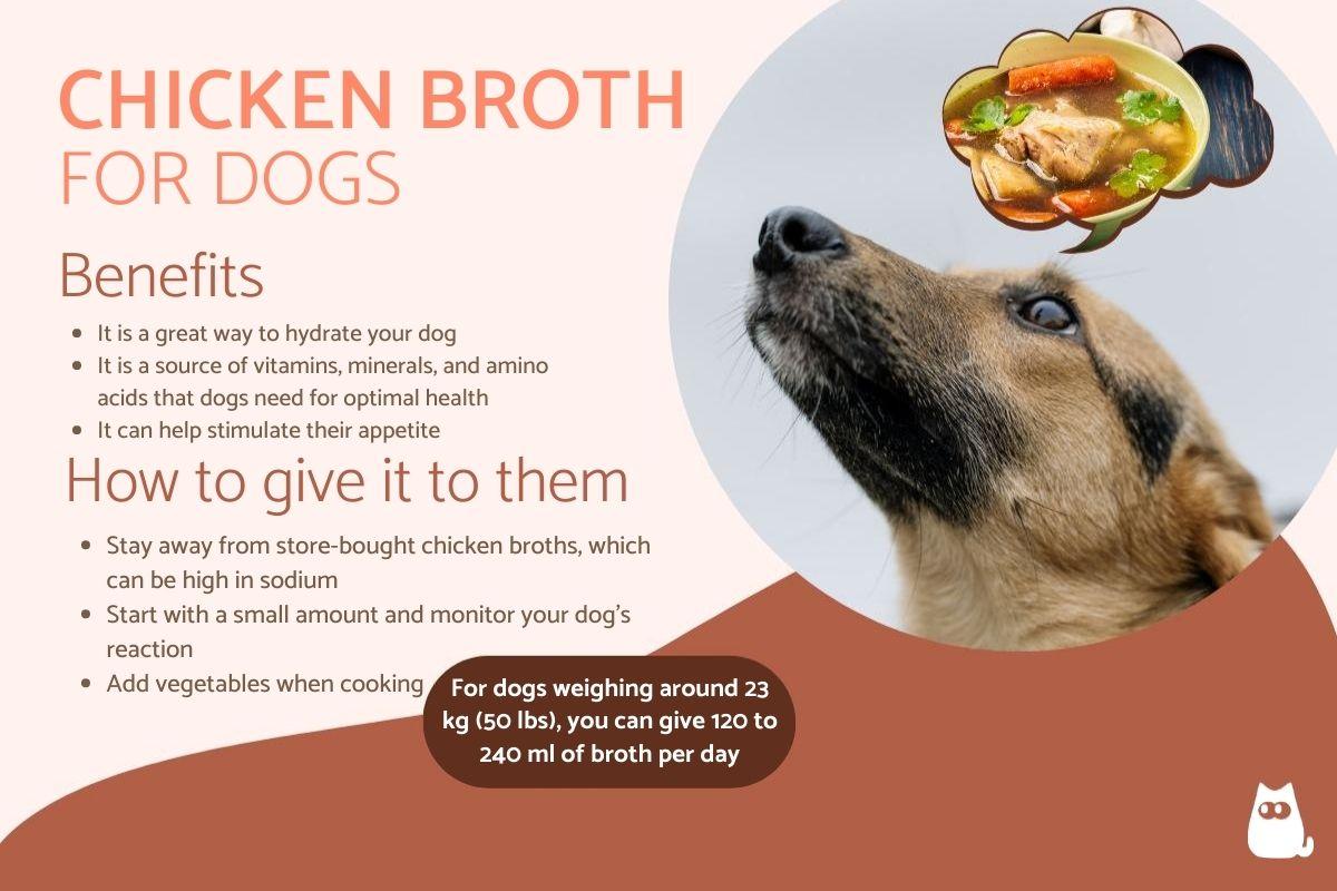 Is Chicken Broth for Dogs Good Benefits Recipe and Dosage Recommendation