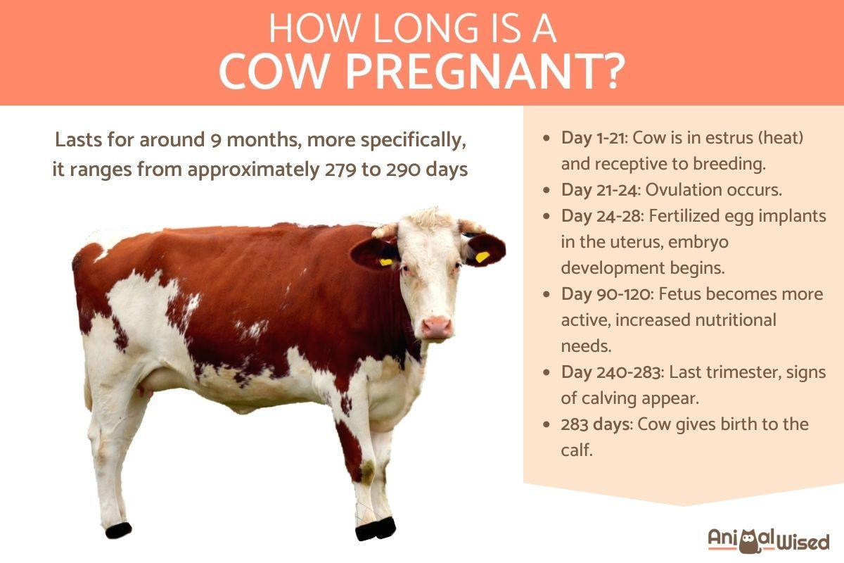 How Long Does a Cow’s Pregnancy Last?
