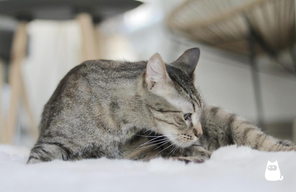 Pheromones for Cats