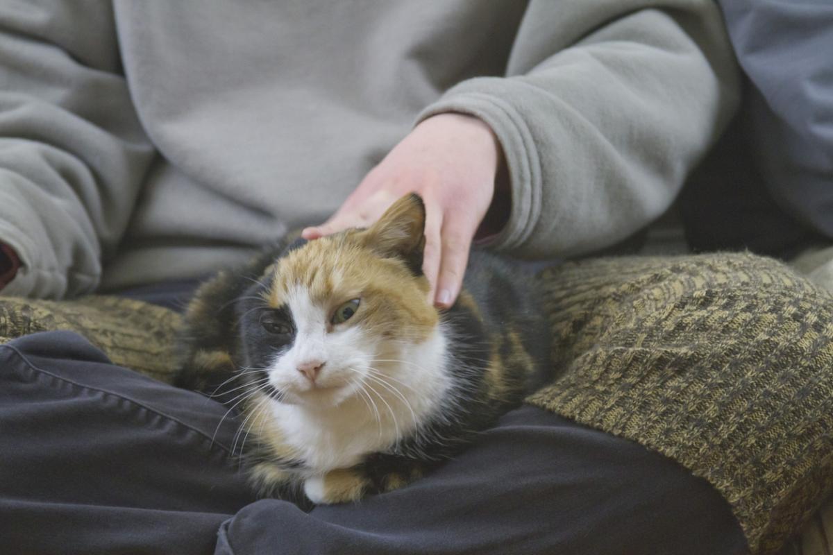 My Cat Likes Being Slapped