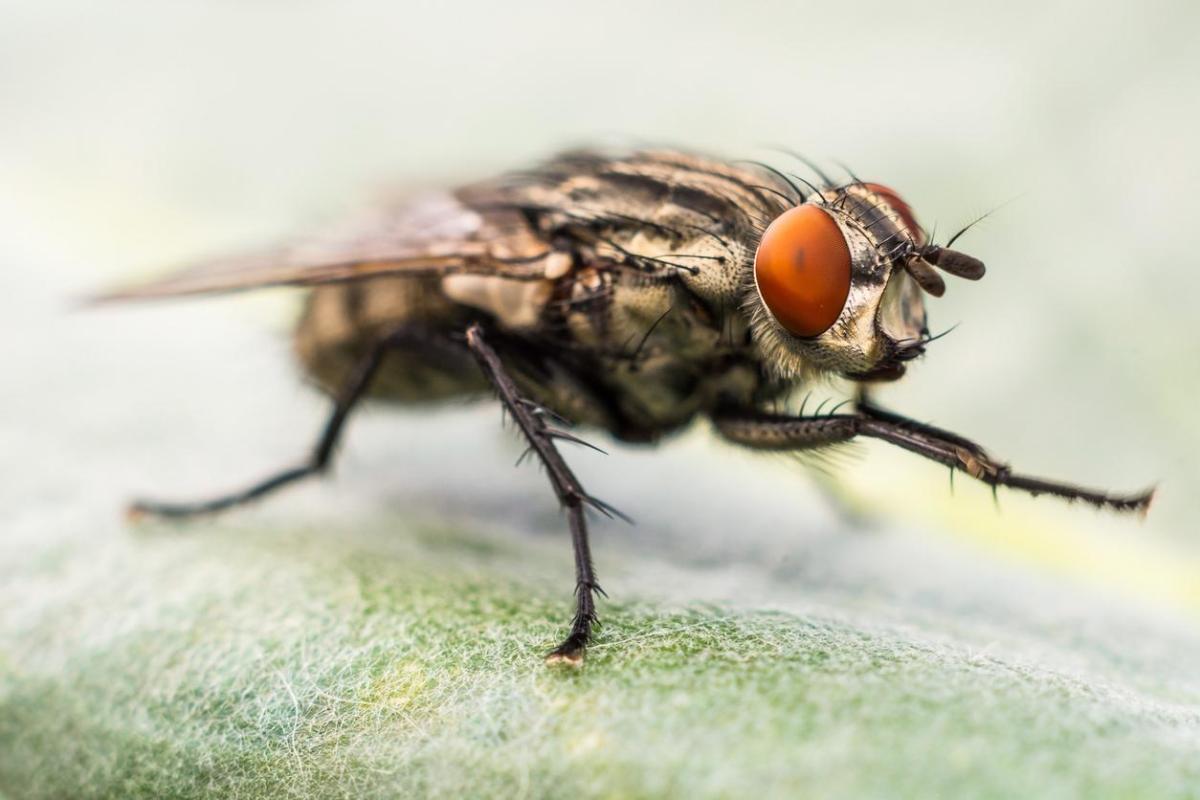 Why Do Flies Rub Their Legs Together