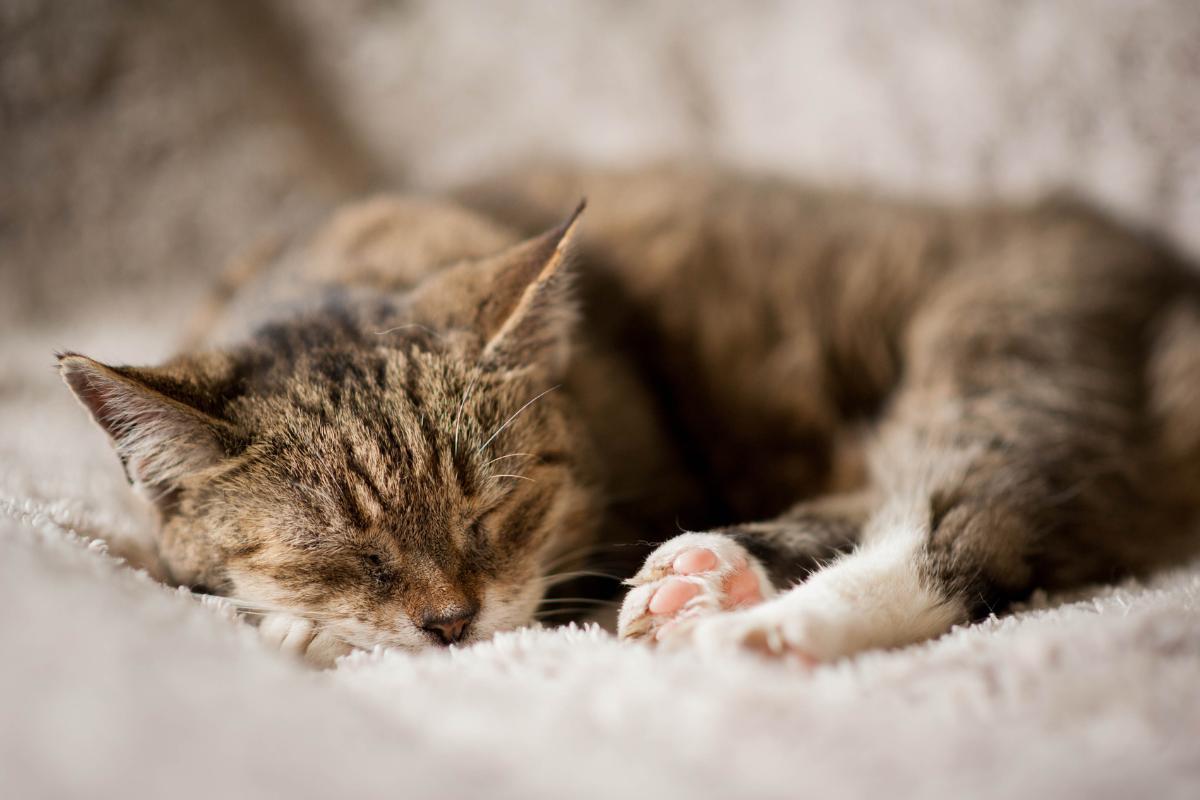 How to Make a Cat Fall Asleep Instantly