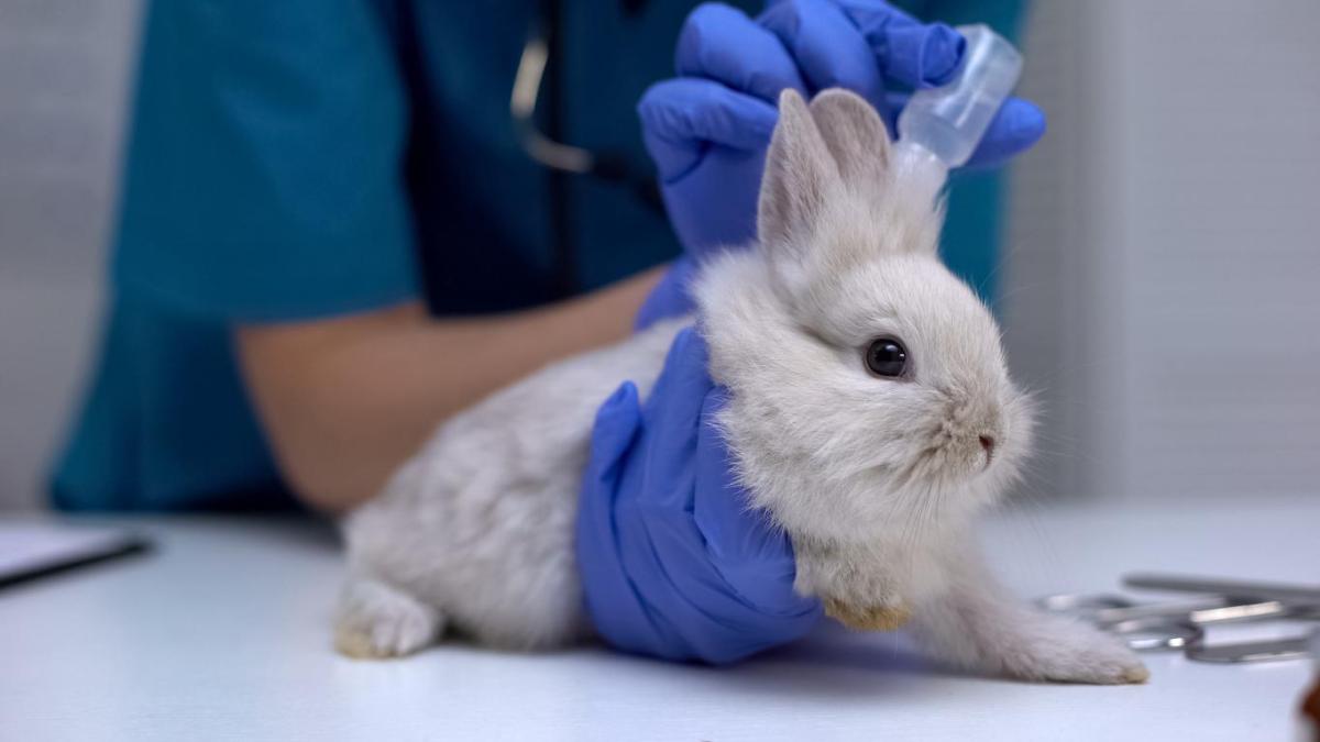 Selamectin for Rabbits - Uses, Dosage and Side Effects