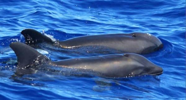 What Are Hybrid Animals? - List And Examples - 7. Wholphin