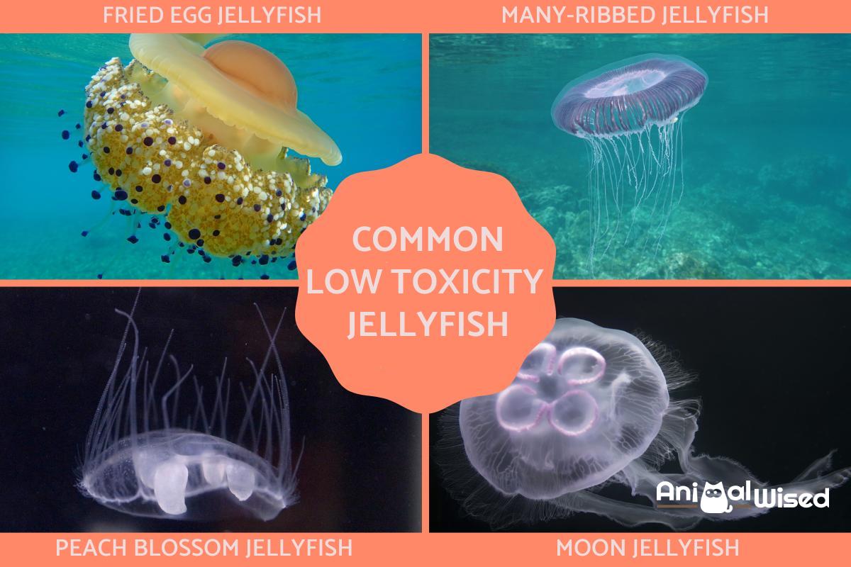 Do All Jellyfish Sting? - Least Dangerous Species