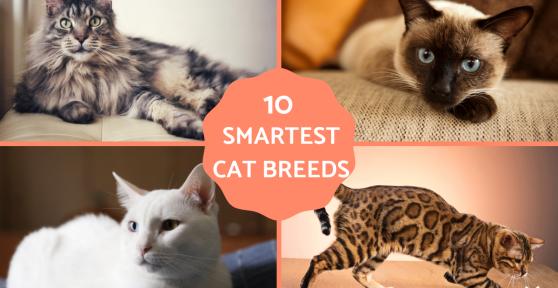 Smartest Cat Breeds in the World